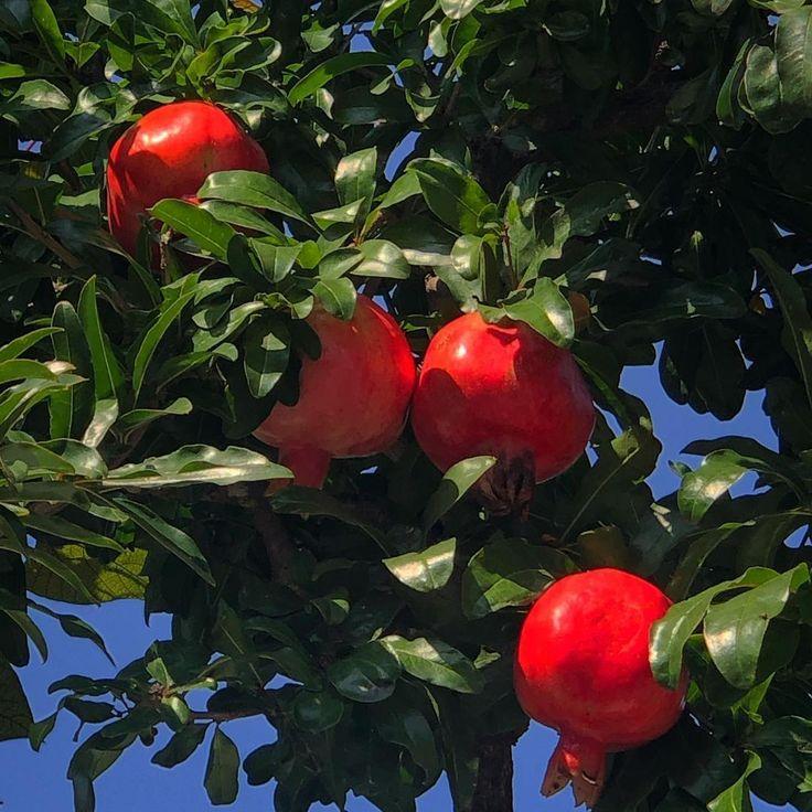 Verdant Variety: Sustainable Orchard Collection
